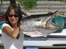 Head of 76lb Barracuda 