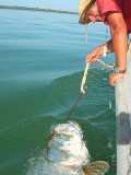 Mark Longster - Tarpon - Sport Fishing in The Gambia