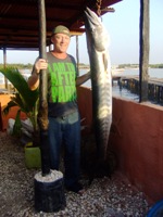 63lb Guinea Barracuda