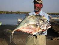 Identified as African Threadfish also known as Alexandria Pompano