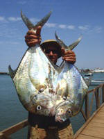 Large Alexandria Pompano