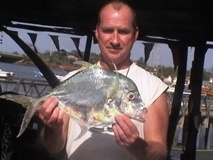 African Threadfish commonly known as Alexandria Pompano