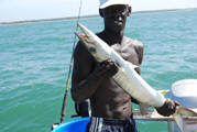 Guinean Barracuda - Cpt. Assan
