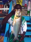 Captain Fish commonly known as West African Threadfin