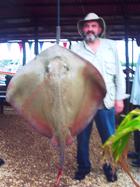 70lb Stingray caught off Mantel Reef