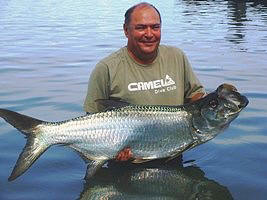 Tarpon - Megalops Atlanticus 