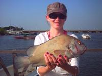 Thick-lipped Grouper