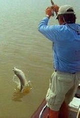 Tigerfish Jumping out of Water