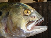 Jack Fish Head