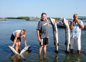 various sizes of Guinea Barracuda