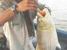 Tigerfish Caught in the Gambia River